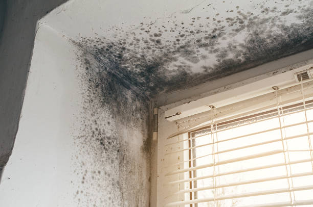 Affordable Mold Inspection And Testing solutions in Free Soil, MI